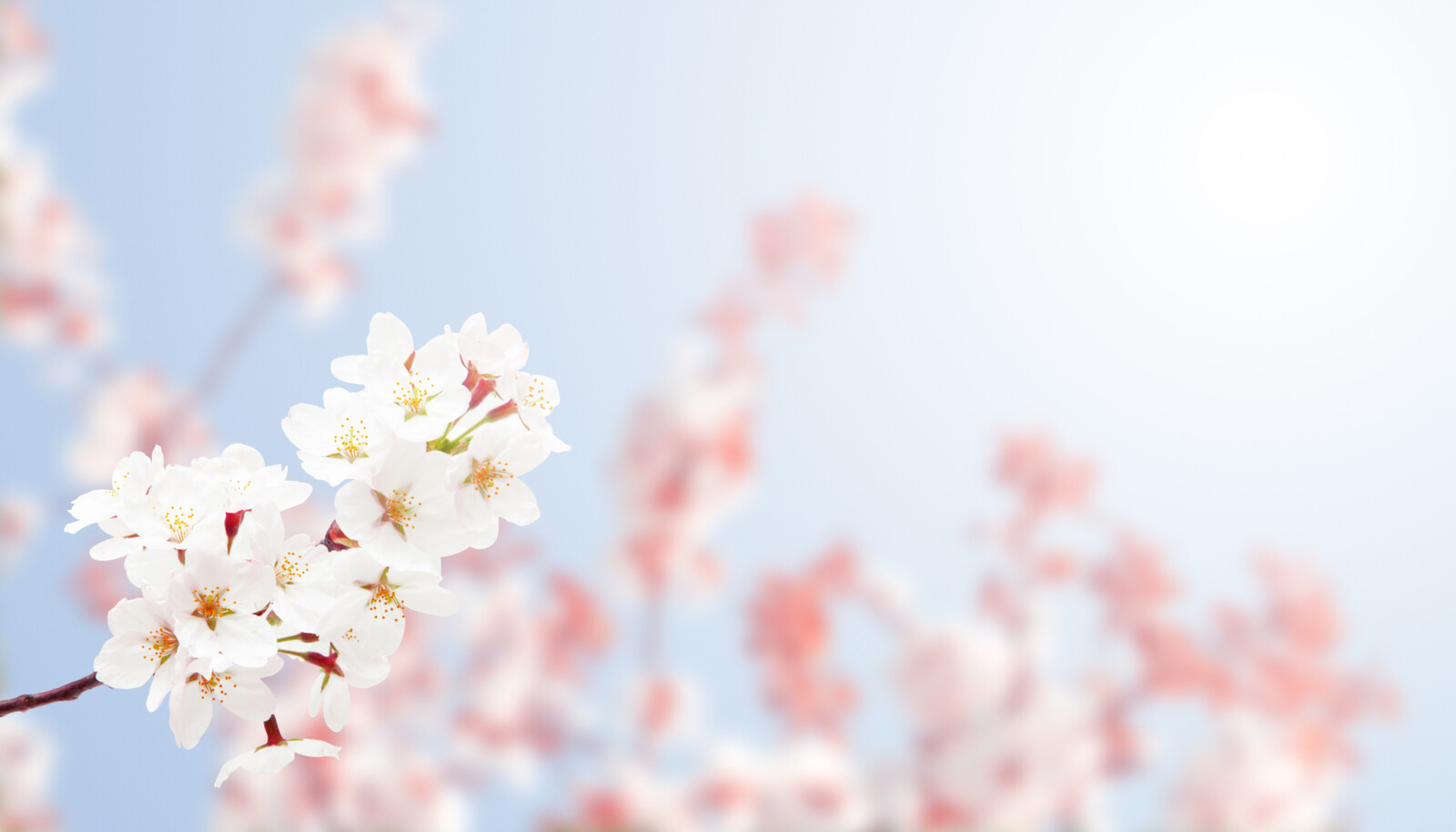 桜が彩るオフィスの中で行われる新人卒業式をオンラインで同時配信